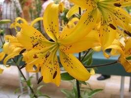 Foto: Dr. Peter Müller